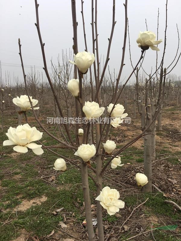 基地直銷嫁接紫玉蘭樹苗批發(fā)紅白黃玉蘭樹工程綠化苗 規(guī)格齊全
