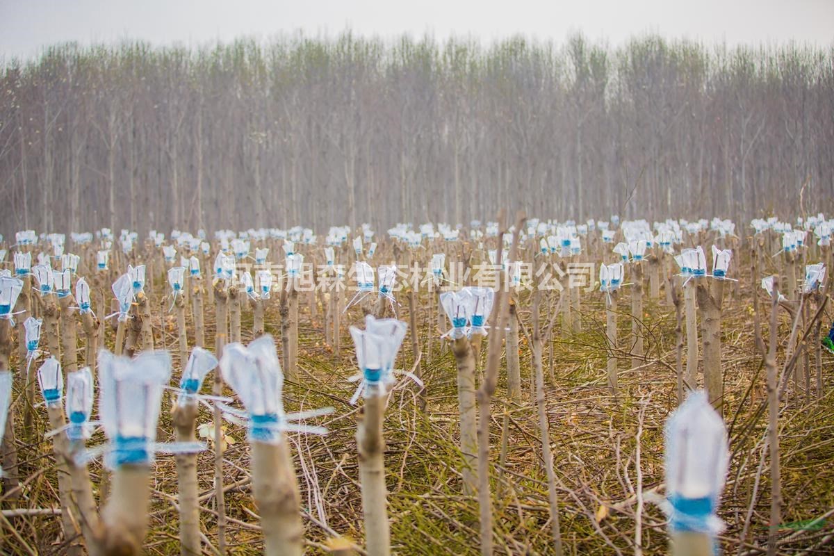 低價出售廣玉蘭樹白玉蘭樹黃玉蘭樹紫玉蘭樹嫁接 規(guī)格齊全