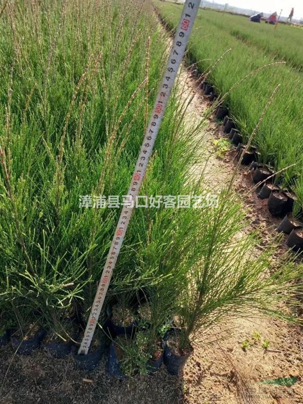 福建漳州木麻黃基地各種規(guī)格大量供應(yīng)  木麻黃價格