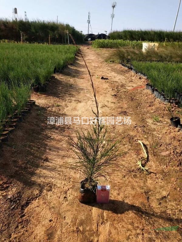 福建漳州木麻黃基地各種規(guī)格大量供應(yīng)  木麻黃價格