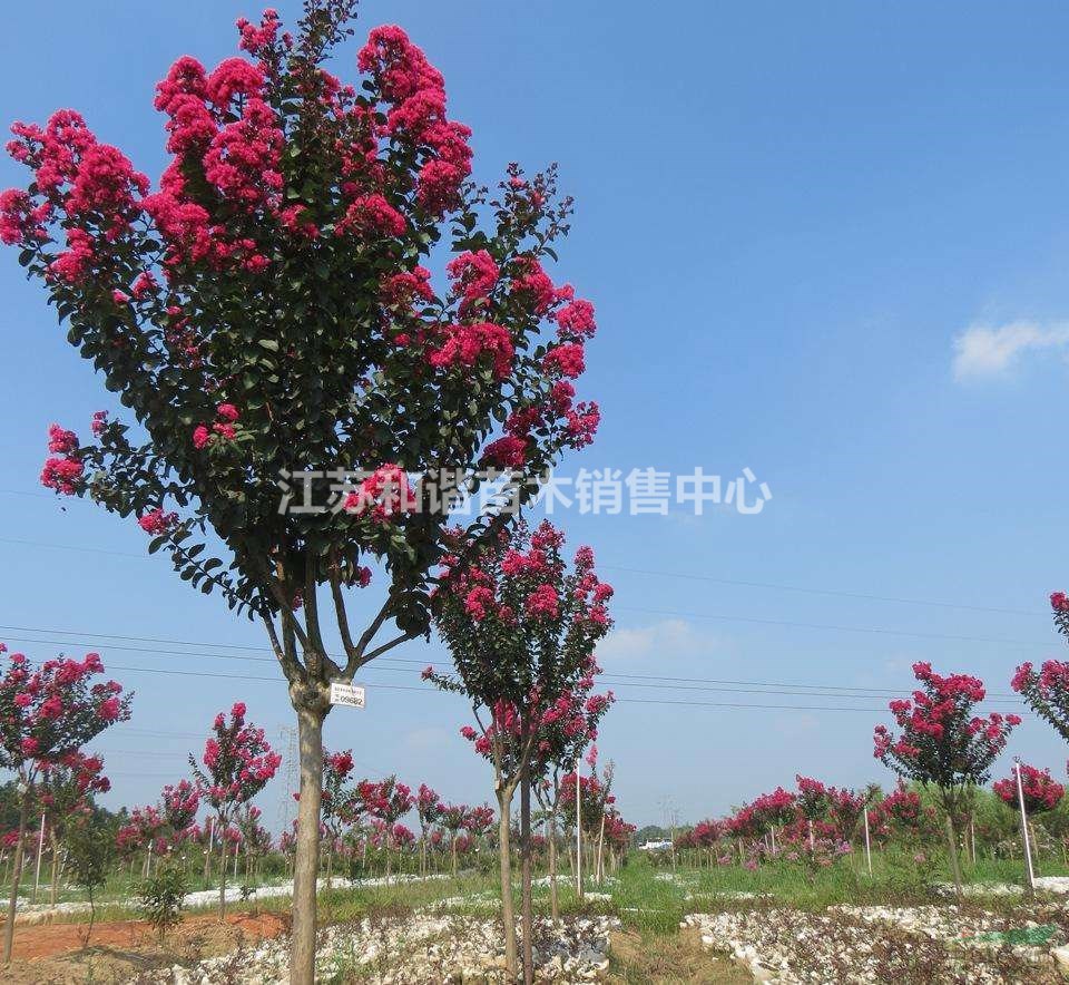 供應(yīng)5公分紫薇6公分紫薇產(chǎn)地價(jià)格報(bào)價(jià)
