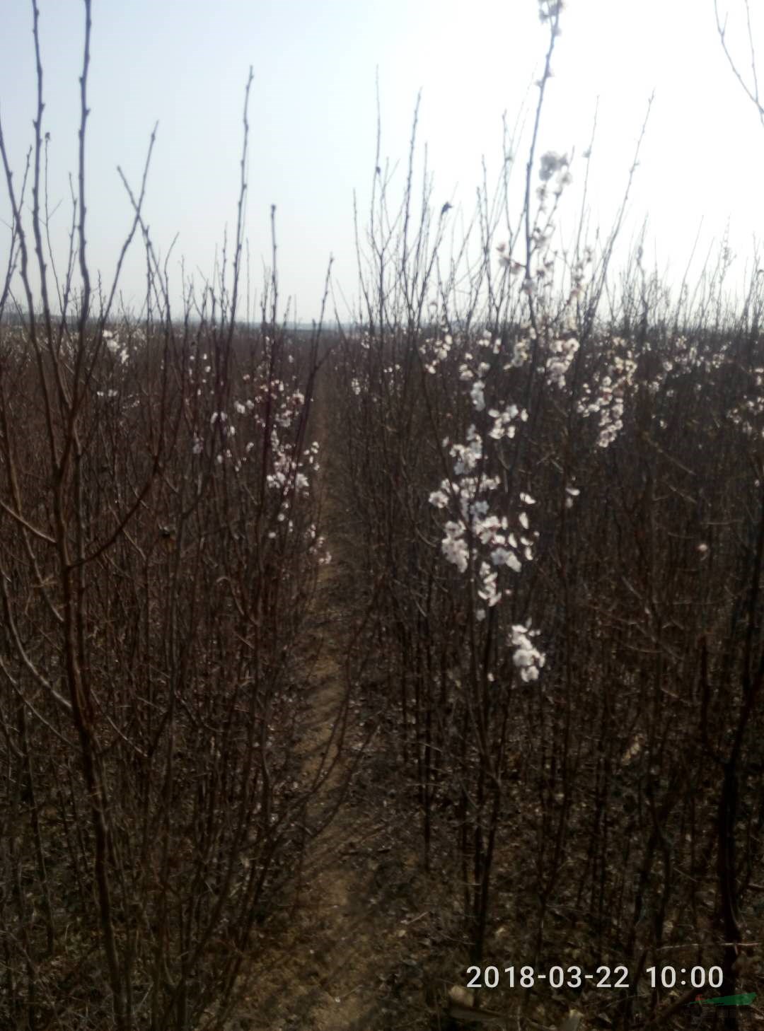 杏樹(shù)實(shí)生苗五角楓國(guó)槐白臘椿樹(shù)速生楊紫葉稠李