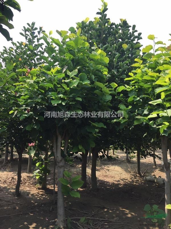 優(yōu)質(zhì)紫玉蘭價格，紫玉蘭樹苗價格參考