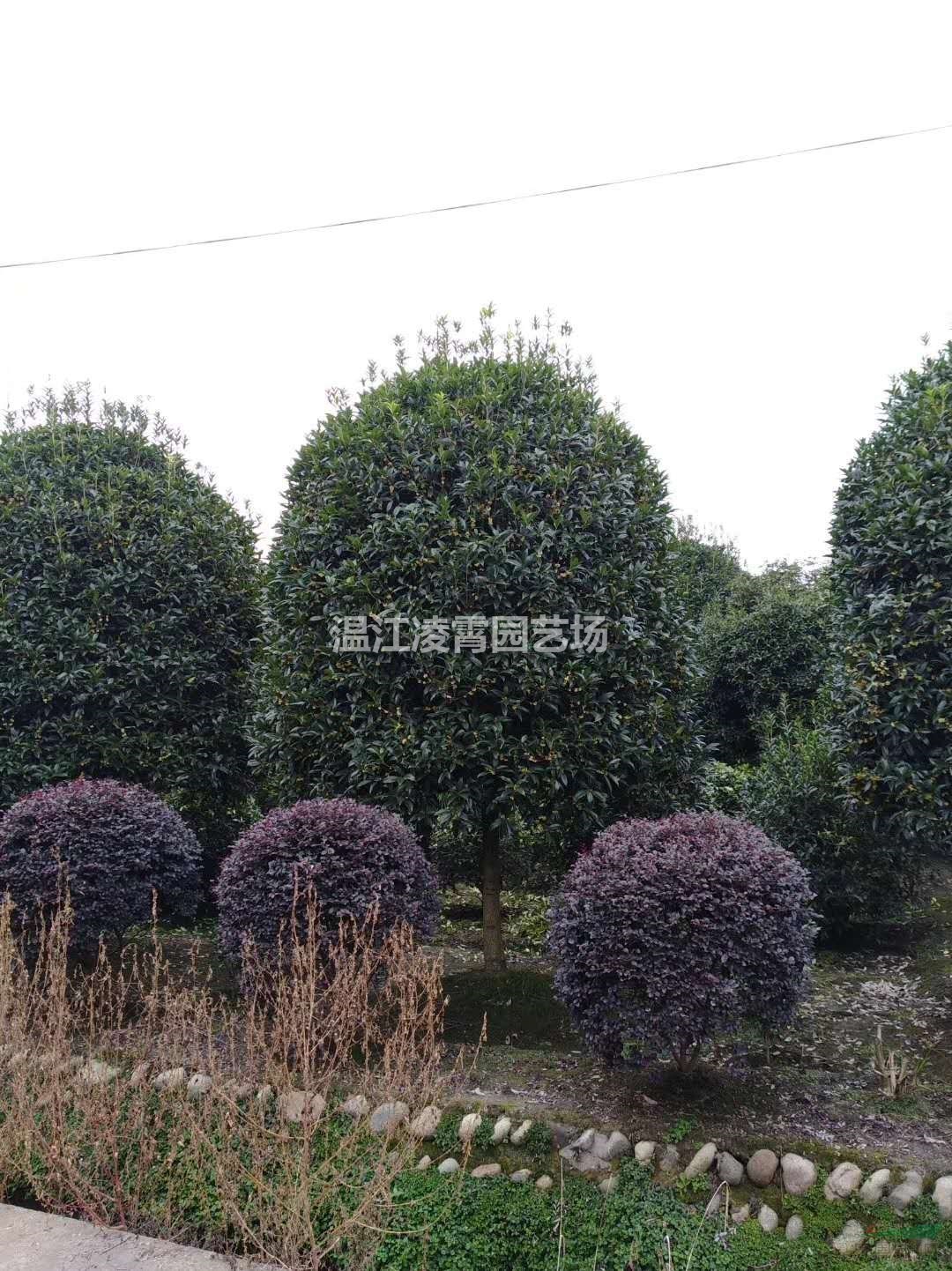 金荷女貞球