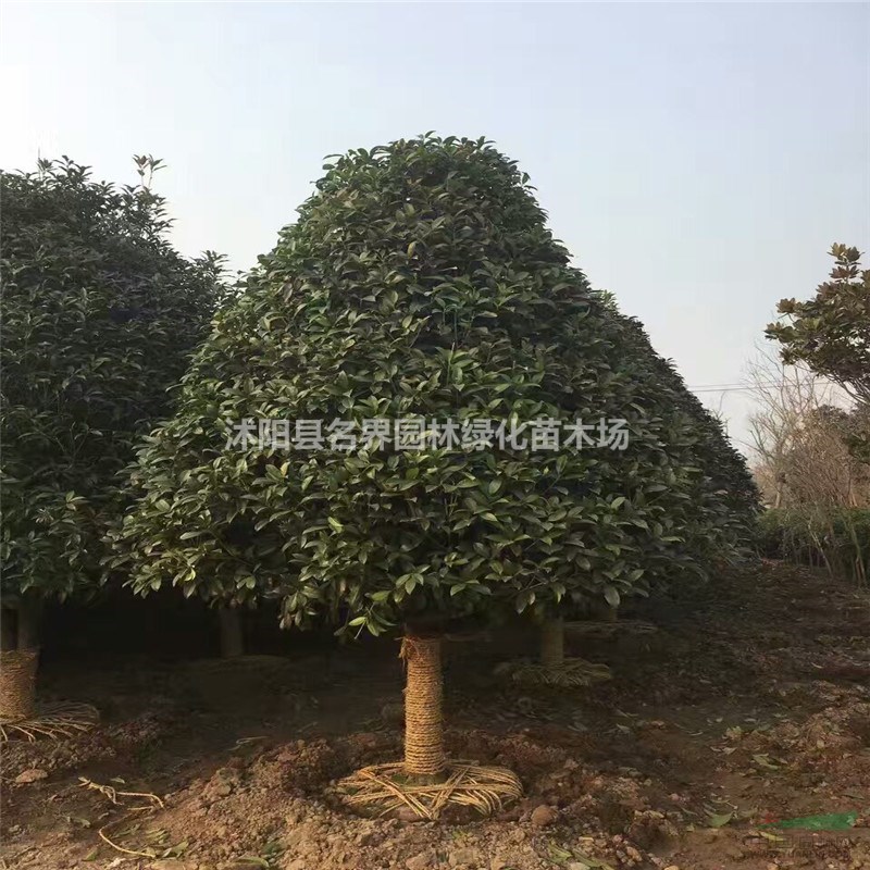 金桂的歷史由來(lái)