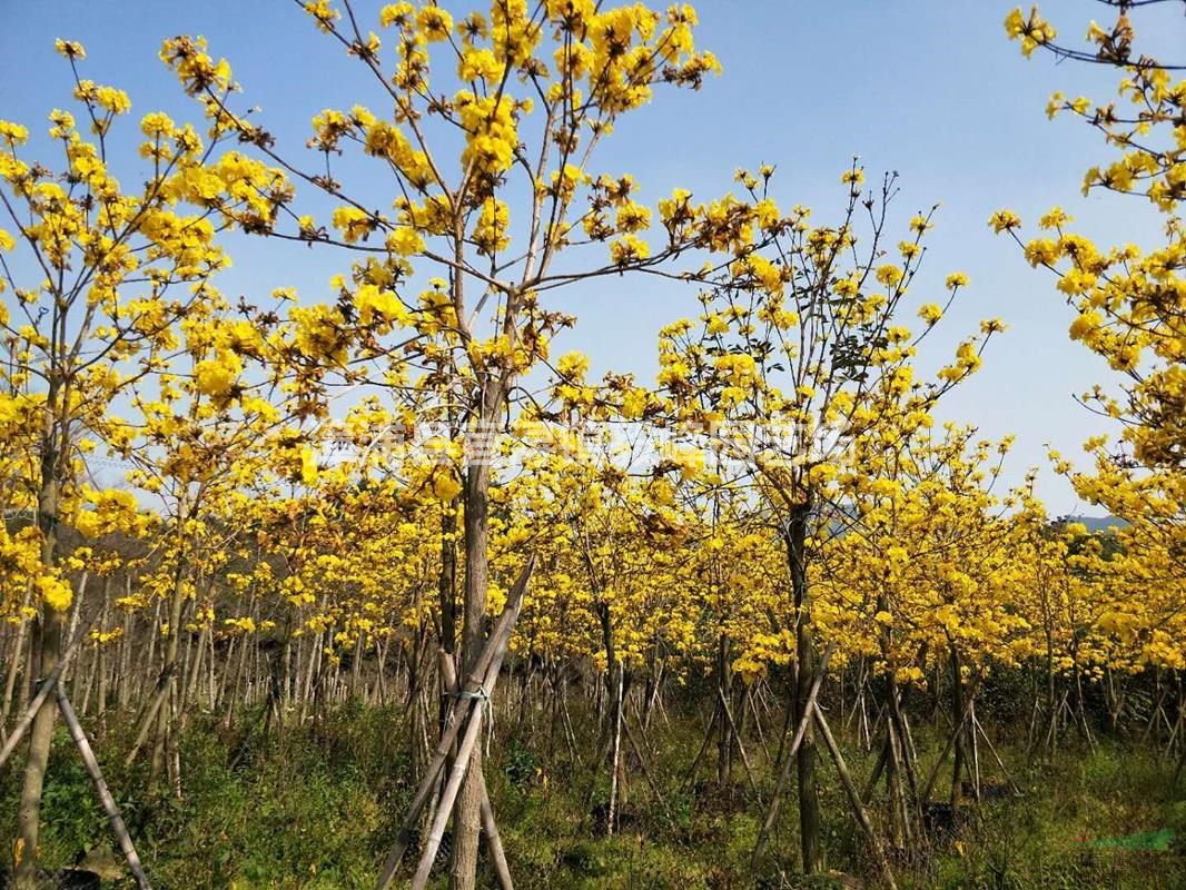 供應(yīng)福建黃花風(fēng)鈴木，8-15公分黃花風(fēng)鈴木