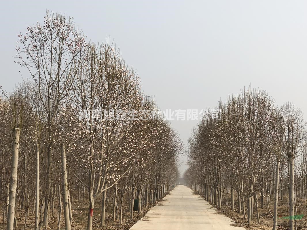 中國(guó)玉蘭供應(yīng)基地 省市重點(diǎn)玉蘭培育銷售基地