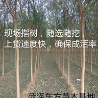 胸徑8公分國槐今年多少錢一棵