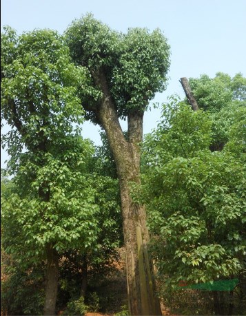 江苏特价供应大小规格香樟树，质量优，规格全