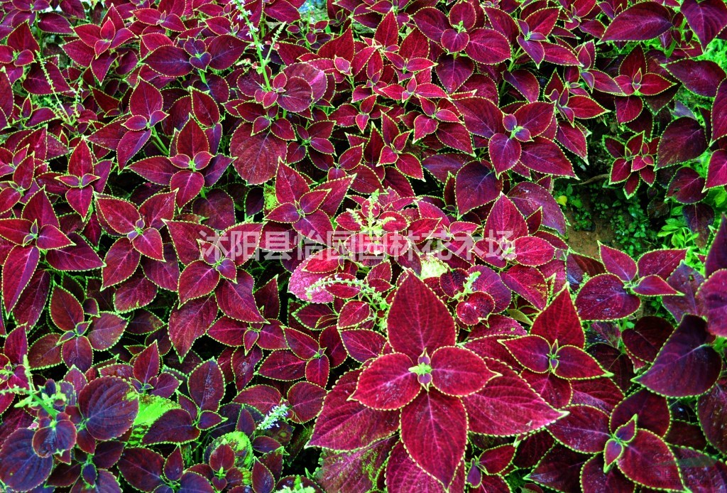 彩葉草