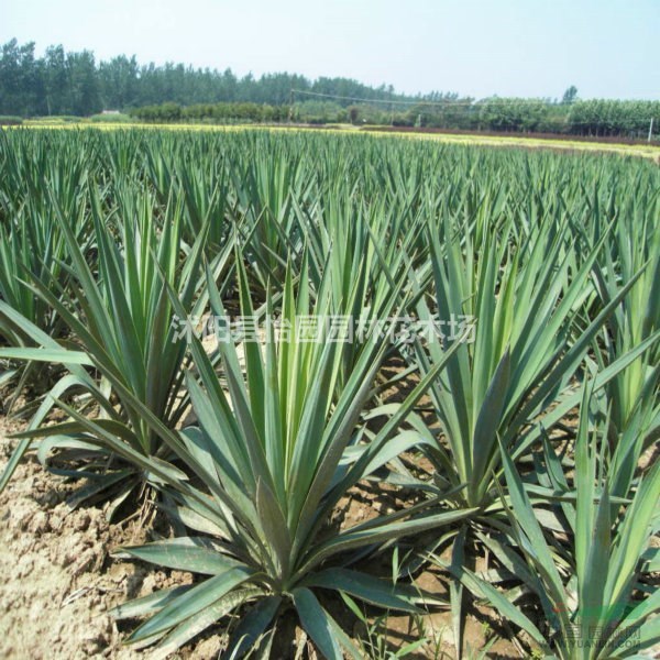 劍麻，*新劍麻報(bào)價(jià)，劍麻苗，劍麻球，劍麻基地直銷