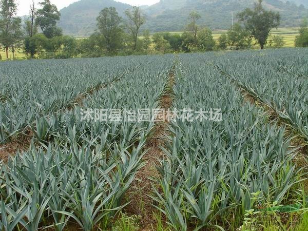 劍麻，*新劍麻報(bào)價(jià)，劍麻苗，劍麻球，劍麻基地直銷