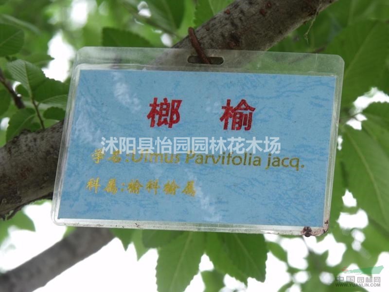 供應(yīng)榔榆樹，榆樹，古樹，榆樹盆景，白榆，榆樹基地