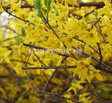 供應(yīng)連翹 金葉連翹 金鐘連翹 迎春花 叢生連翹