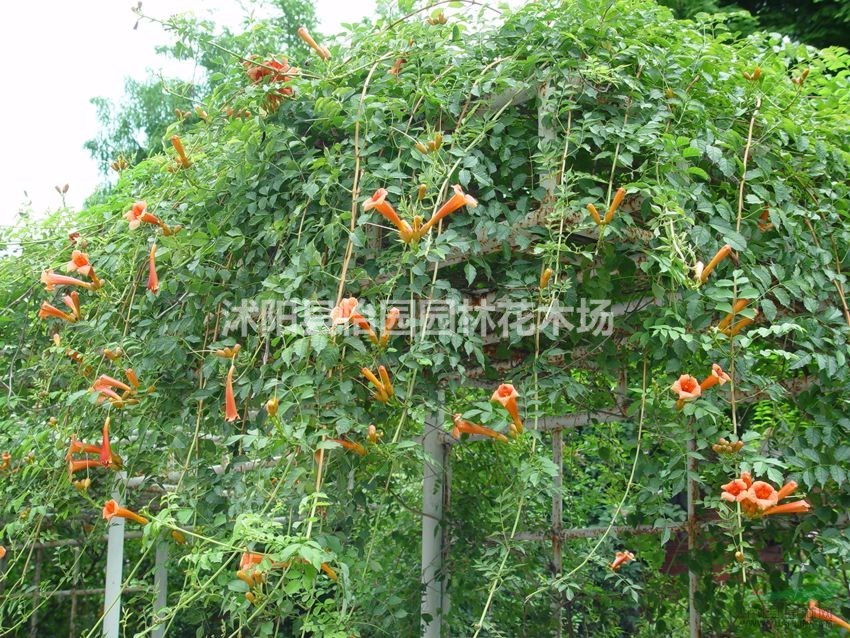 ，*新凌霄報價，凌宵基地直銷，凌霄規(guī)格齊全
