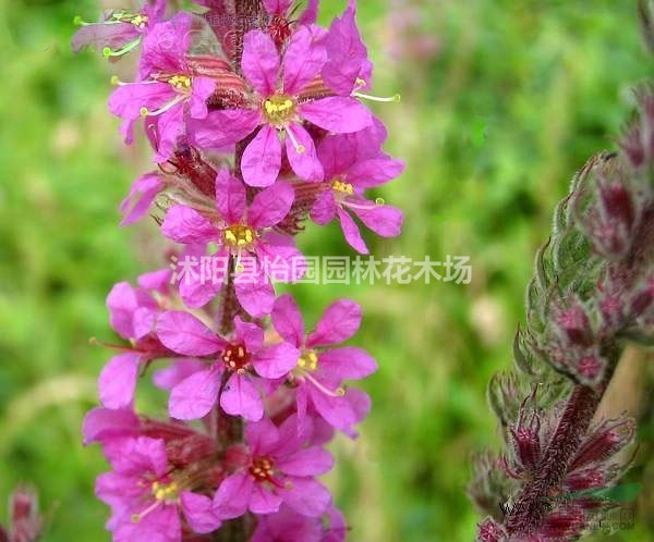 批發(fā)魚腥草 千屈菜 水蔥 香蒲 睡蓮 水生花卉 水生植物