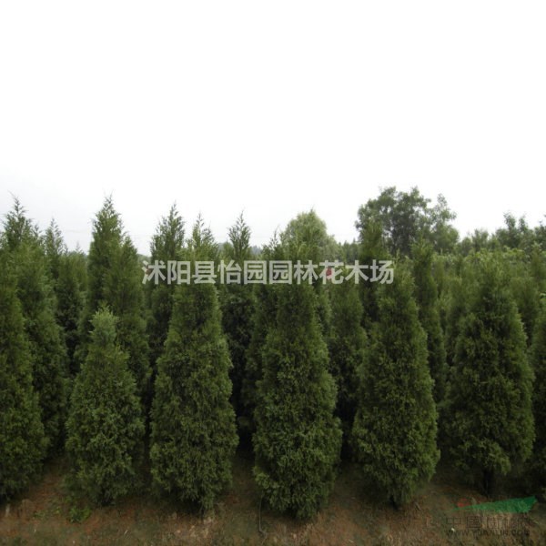 蜀檜，*新蜀檜基地報價，批發(fā)蜀檜，蜀檜球，高速公路中央隔離帶