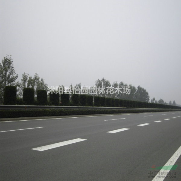 蜀檜，*新蜀檜基地報價，批發(fā)蜀檜，蜀檜球，高速公路中央隔離帶
