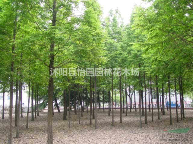 水杉，水杉樹，水杉樹苗，2公分-20公分水杉