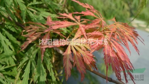 羽毛楓