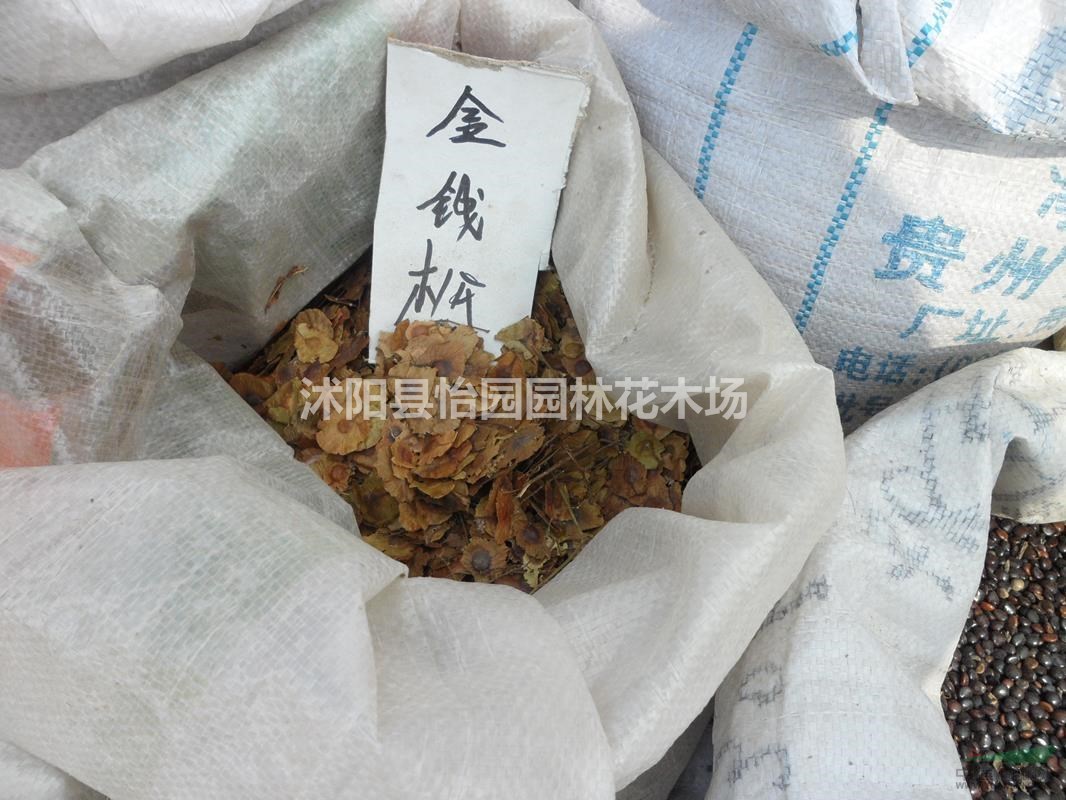 金錢松草籽