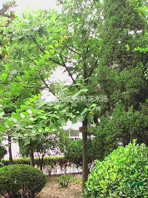 北美鵝掌楸，*新鵝掌楸報(bào)價(jià)，F(xiàn)1代雜交鵝掌楸，北美鵝掌