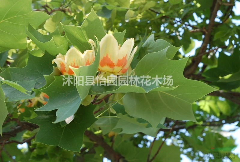 北美鵝掌楸，*新鵝掌楸報(bào)價(jià)，F(xiàn)1代雜交鵝掌楸，北美鵝掌