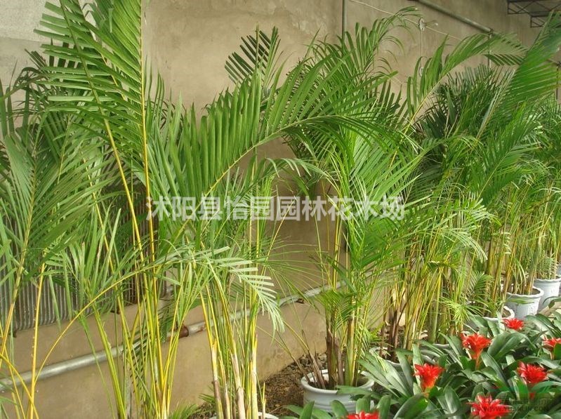 竹鳳尾竹，原產(chǎn)中國南部。喜溫暖濕潤和半陰環(huán)境，耐寒性稍差