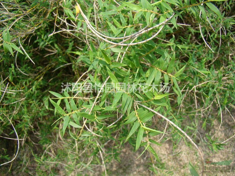 竹鳳尾竹，原產(chǎn)中國南部。喜溫暖濕潤和半陰環(huán)境，耐寒性稍差