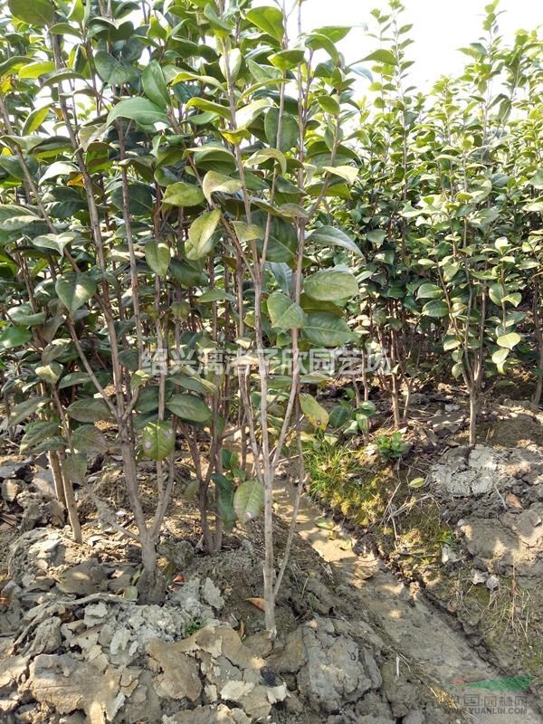 精品小茶花 2公分左右