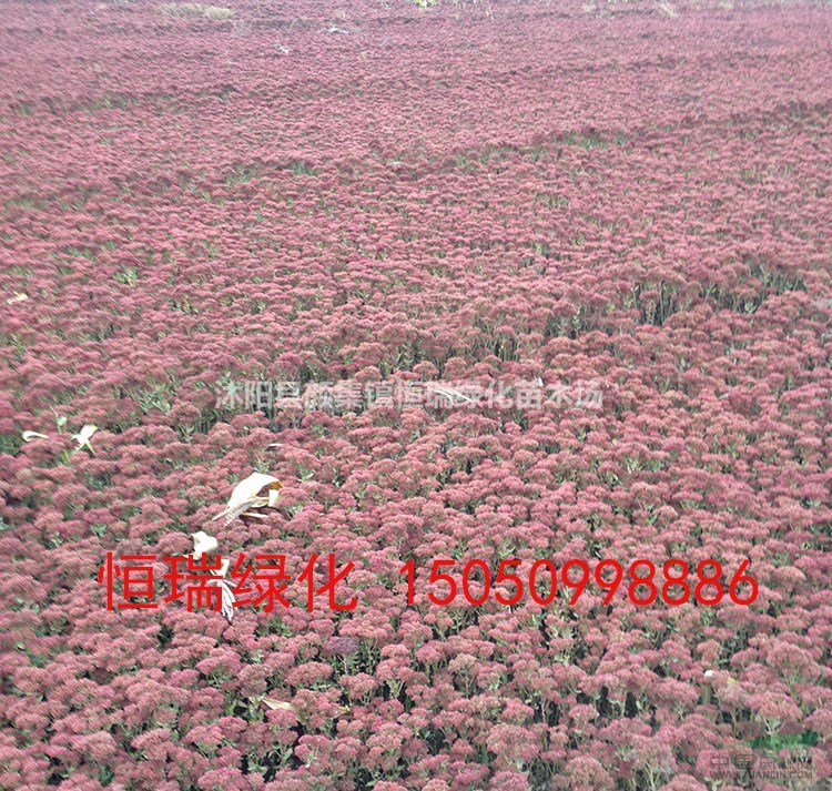 八寶景天圖片 紅花八寶景天產(chǎn)地 八寶景天苗圃批發(fā)直銷