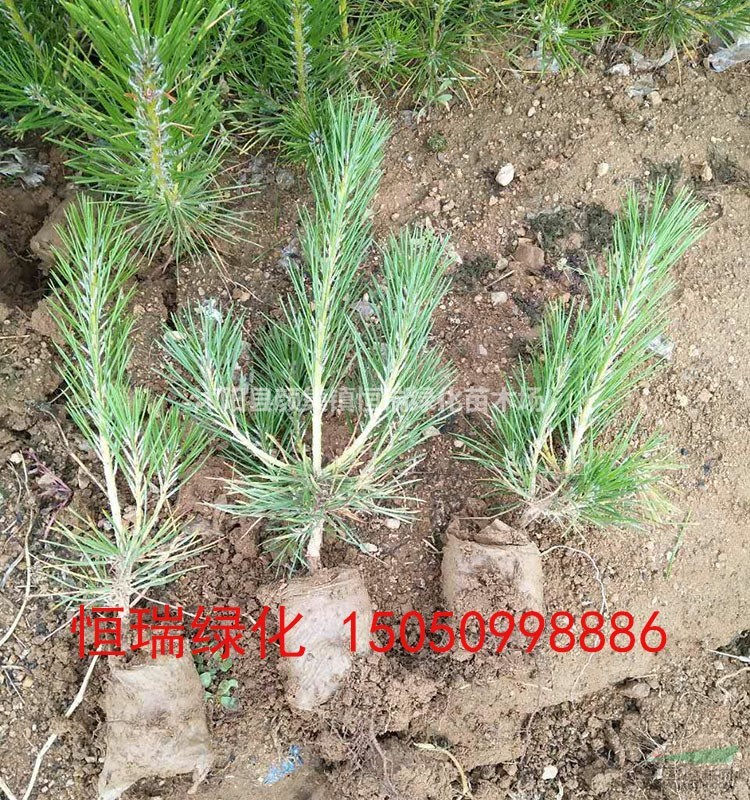 江蘇黑松小苗基地 黑松苗圖片 黑松苗批發(fā)直銷 黑松容器苗