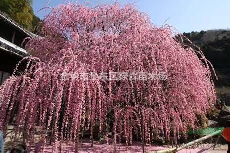 金華苗木、進(jìn)口龍梅、龍梅、日本龍梅、垂枝梅