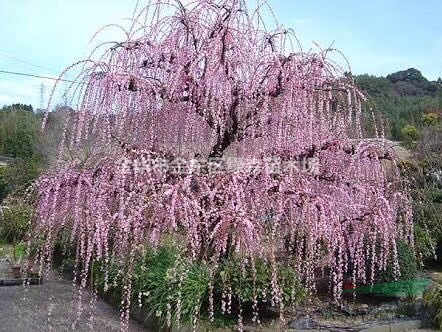 金華苗木、進(jìn)口龍梅、龍梅、日本龍梅、垂枝梅