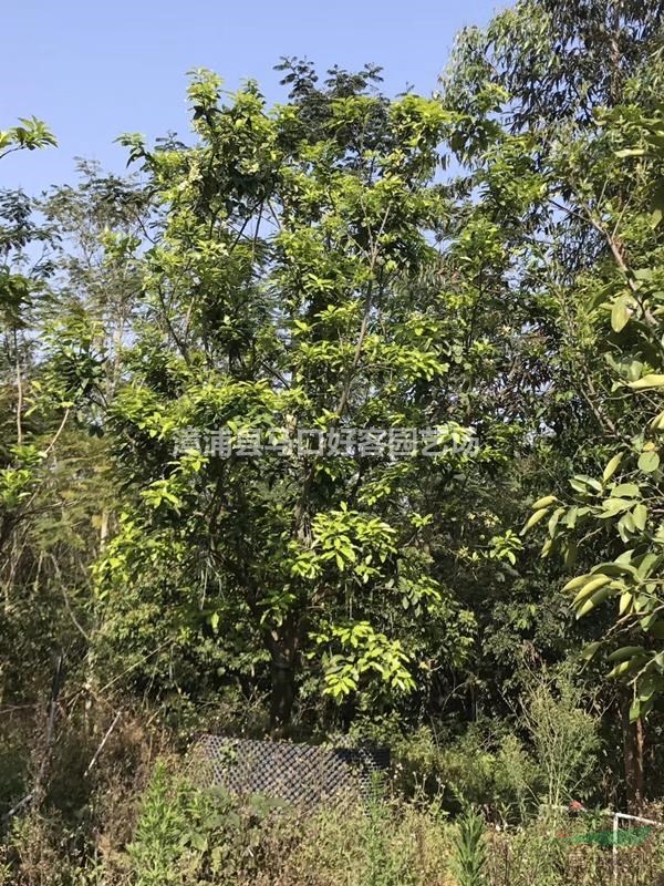 福建漳州柚子树各种规格批发  柚子树价格