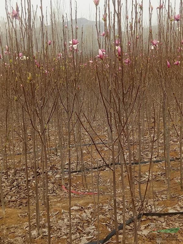 河南南陽景隆玉蘭基地供應2/3公分紅玉蘭
