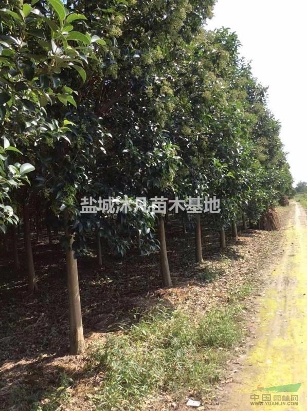 江蘇東臺(tái)地區(qū)供應(yīng)1~16公分高桿女貞