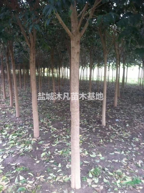 江蘇東臺(tái)地區(qū)供應(yīng)1~16公分高桿女貞