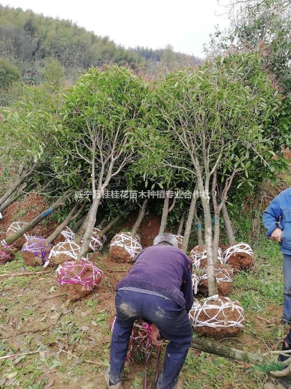 出售8-10公分八月金桂樹(shù)