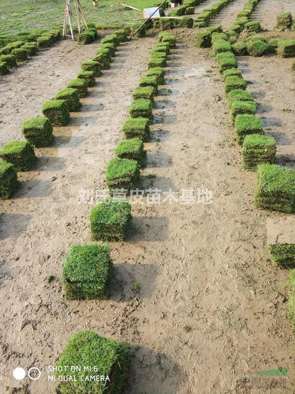 早熟馬尼拉草皮對氣溫有什么要求？