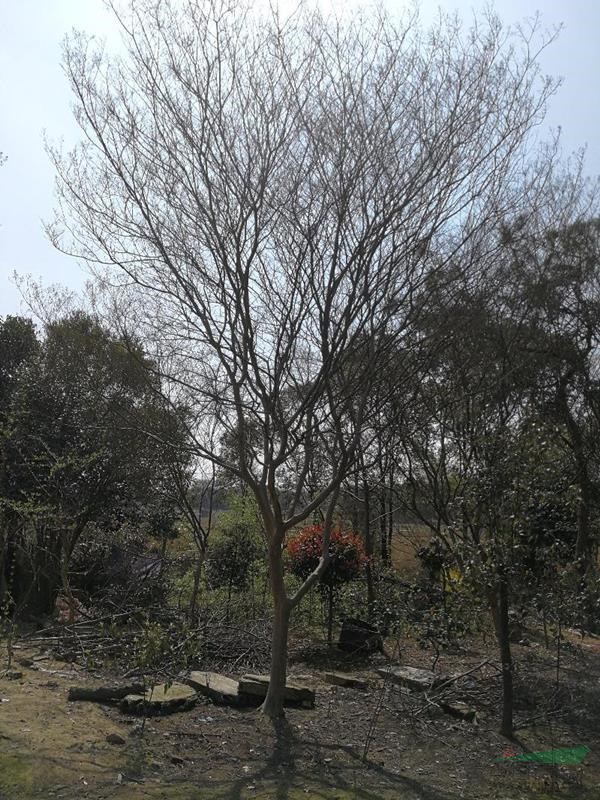 安徽銅陵地區(qū)供應(yīng)原生紅花紫薇