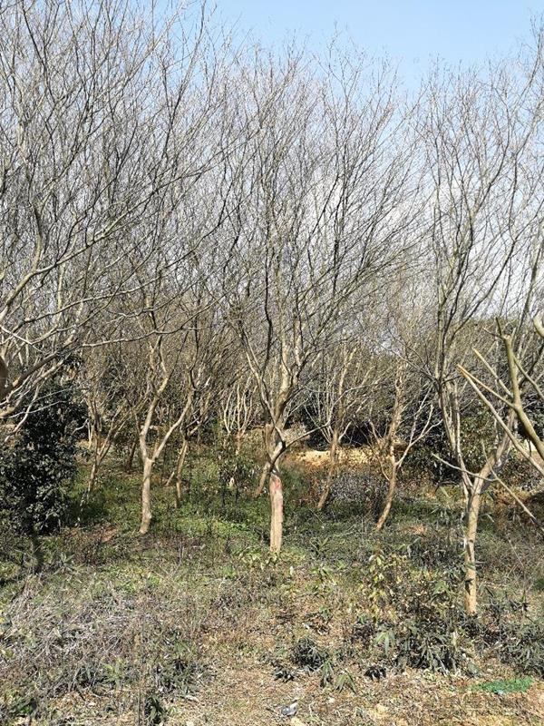 安徽銅陵地區(qū)供應(yīng)原生紅花紫薇