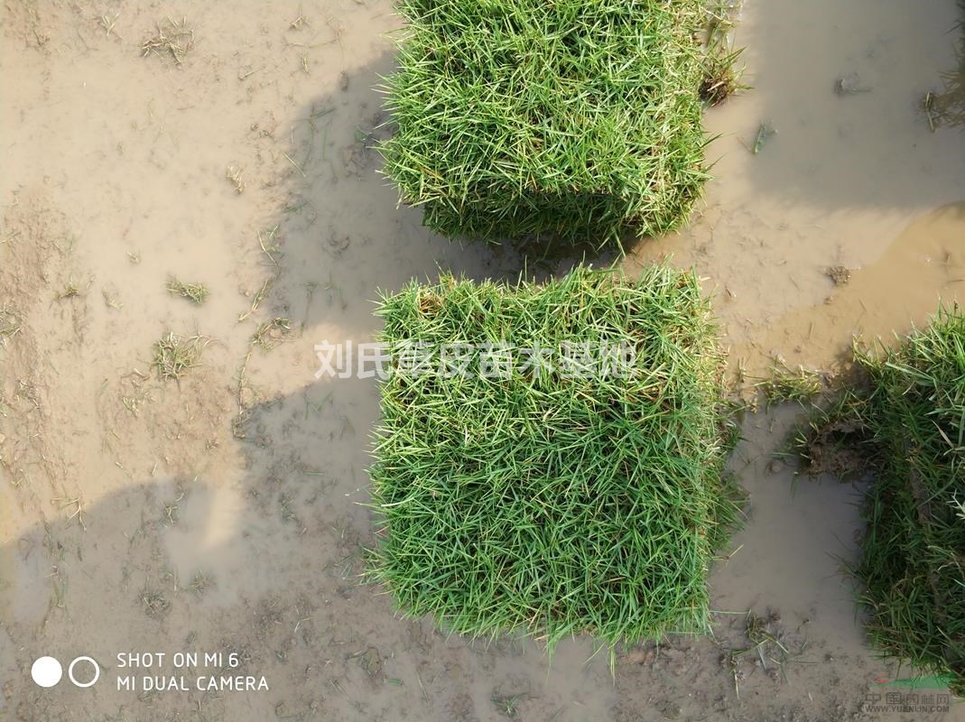 關(guān)于馬尼拉草皮枯草層自然降解知識介紹