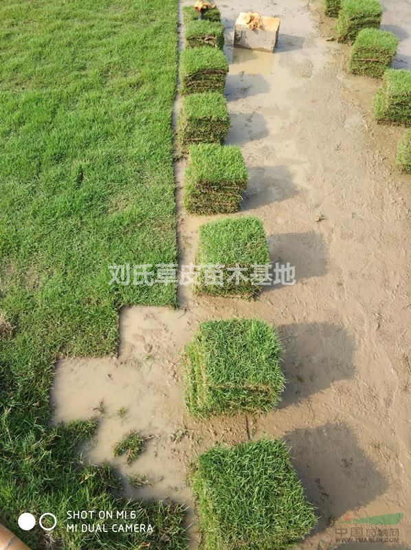 好的馬尼拉草皮要具備的優(yōu)勢
