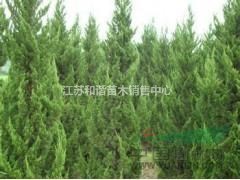 2米龍柏價格2.2米高產(chǎn)地龍柏價格