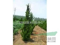 2.3米-2.5米高龍柏產(chǎn)地價(jià)格