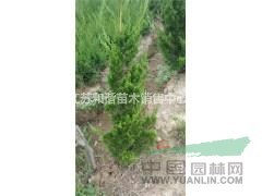 2.3米-2.5米高龍柏產(chǎn)地價(jià)格
