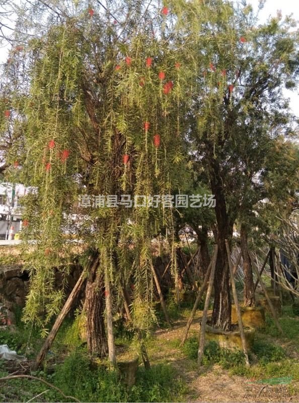 福建漳州串錢柳基地各種規(guī)格批發(fā)  串錢柳價格