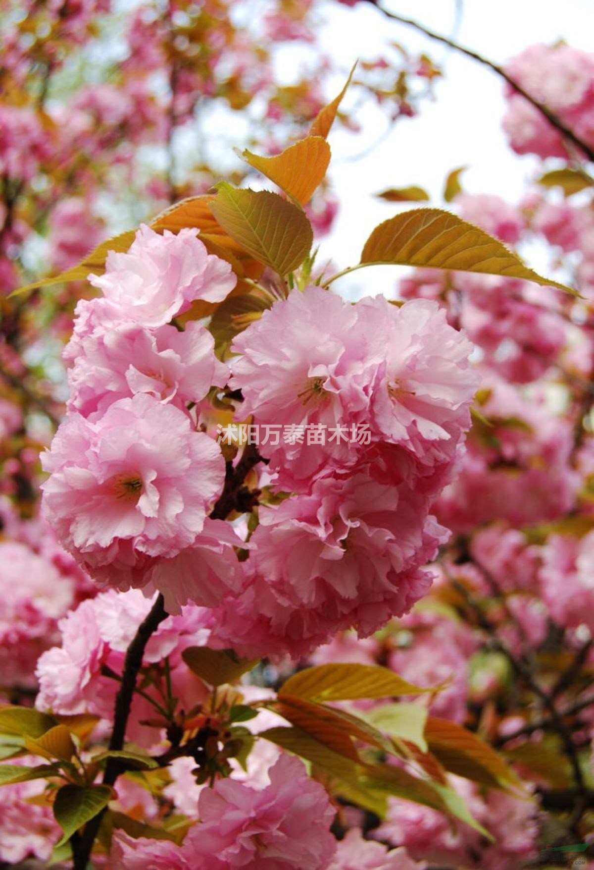 櫻花小苗供應(yīng)、櫻花小苗批發(fā)、櫻花小苗價(jià)格