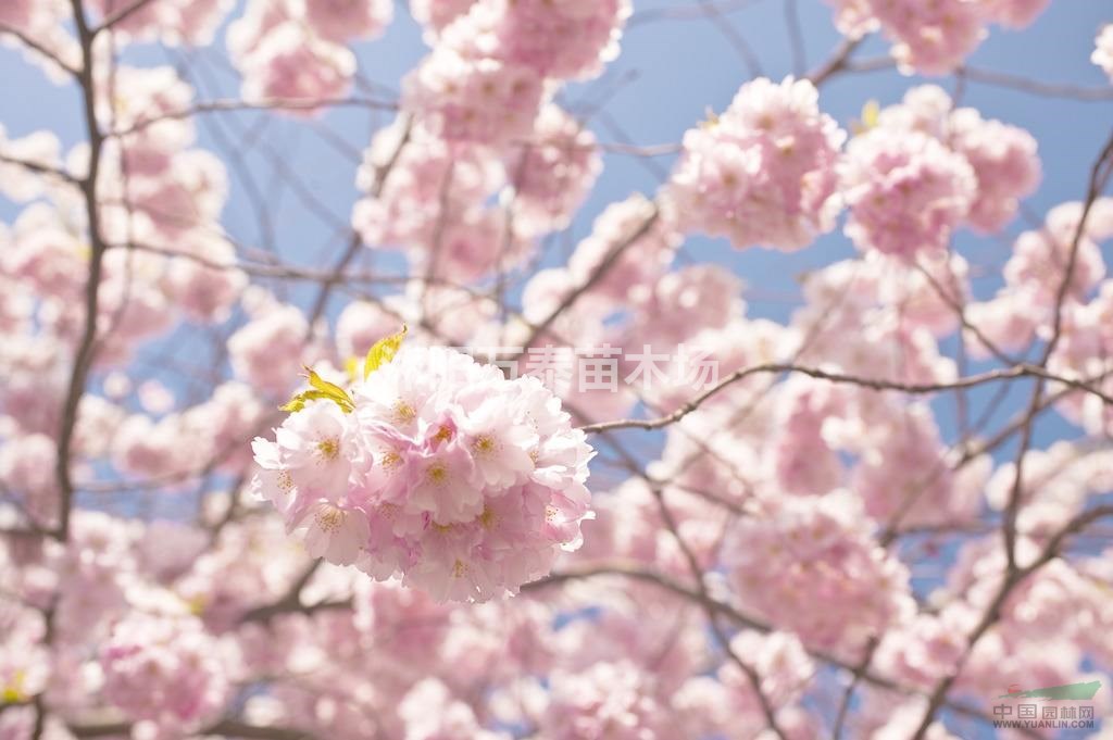 櫻花小苗供應(yīng)、櫻花小苗批發(fā)、櫻花小苗價(jià)格